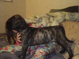 femaleenglishmastiff